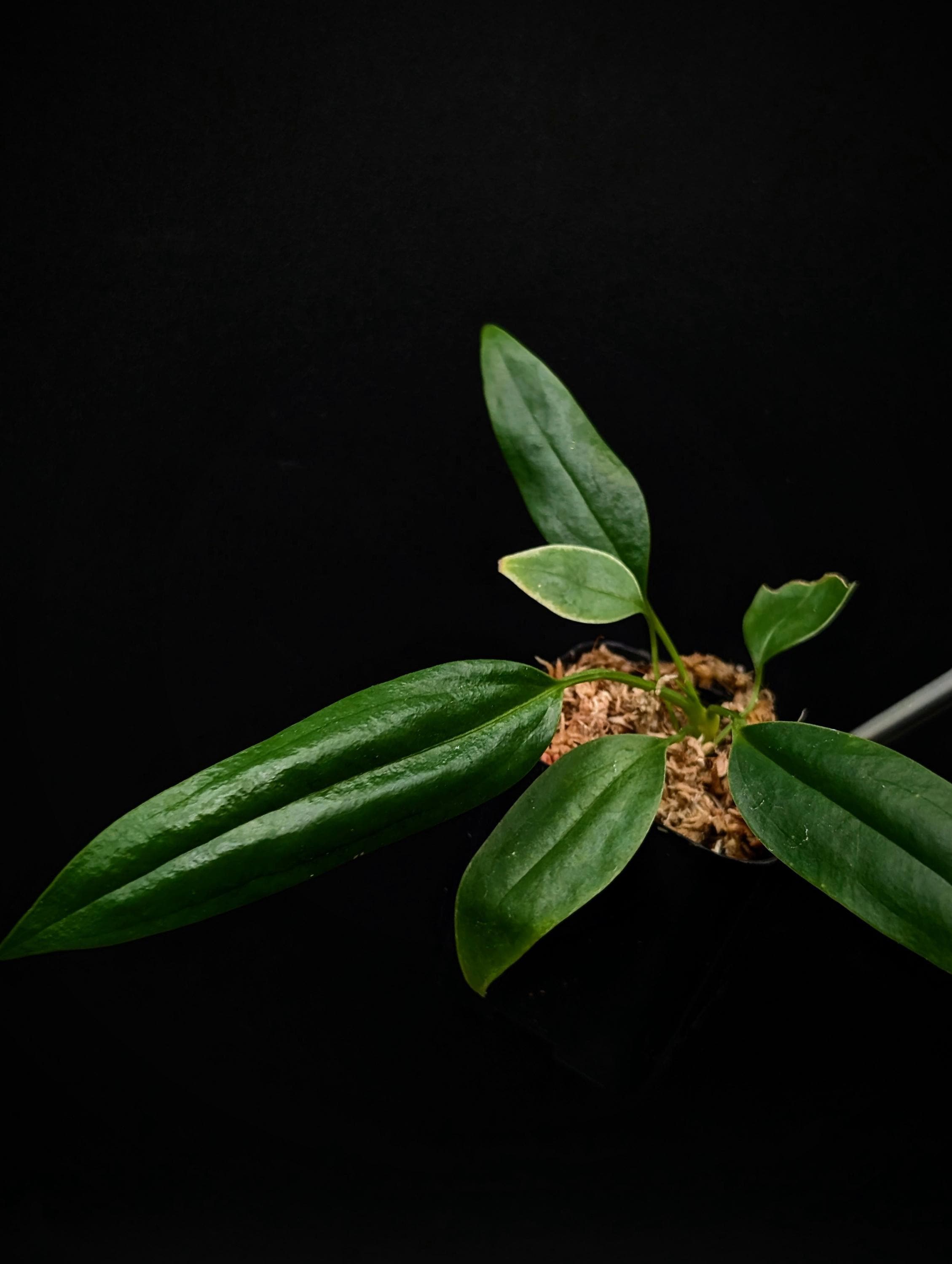 Anthurium Bakeri Seedling [non-exact] - Etsy