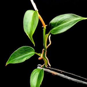 Philodendron sp. Condor [cutting]
