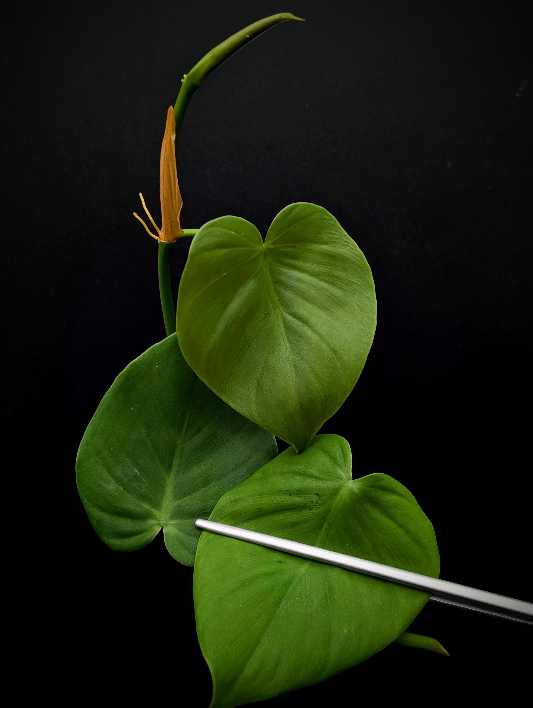 Philodendron Sp. Costa Rica [cutting] - Etsy