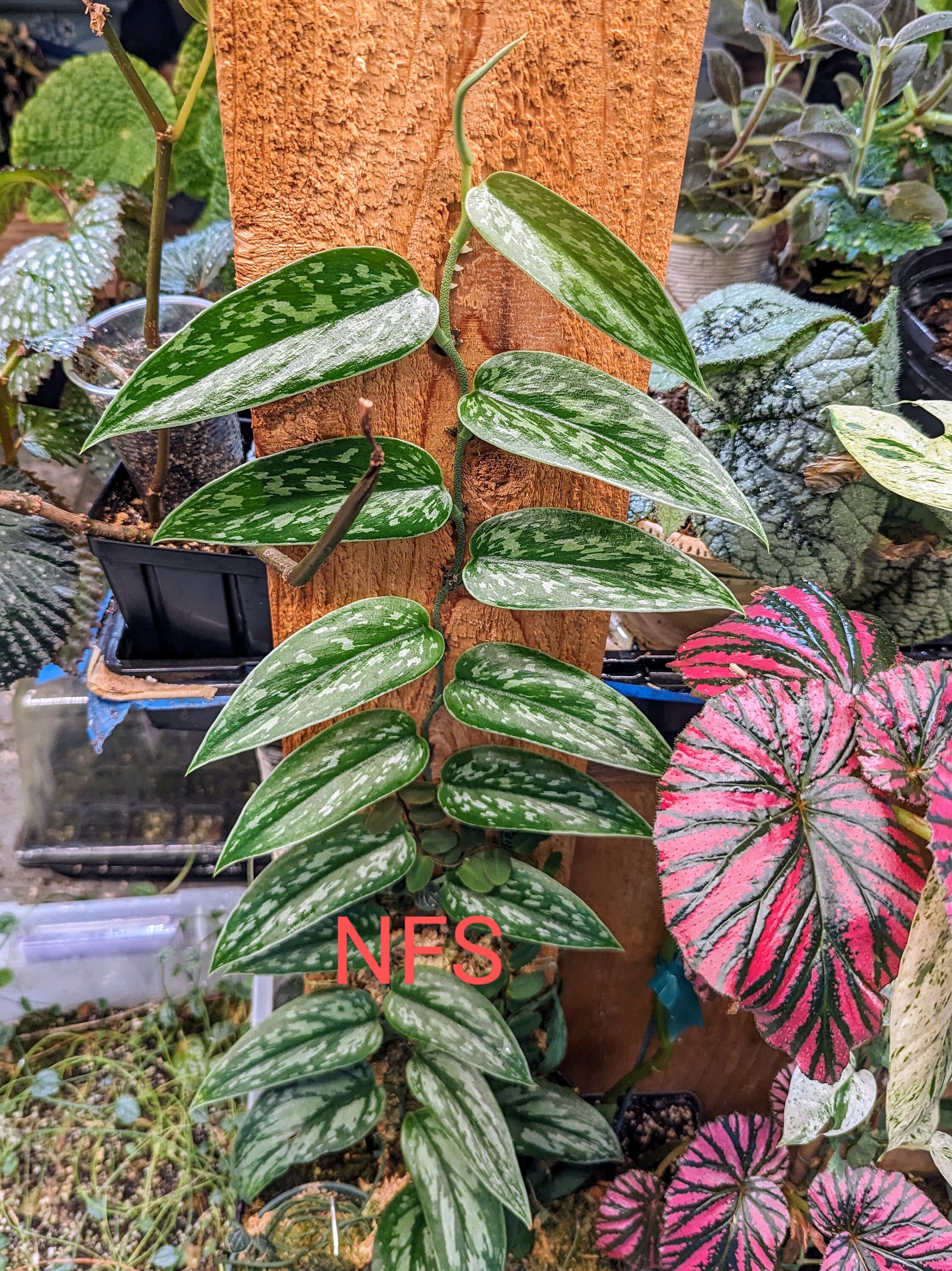 Scindapsus sp Sangau 【公式通販】 Scindapsus sp Sangau 【公式通販】