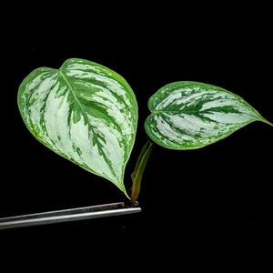 Philodendron cv.  sodirini [cutting]