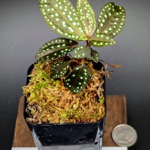 Sonerila sp. stardew (anisophyllous species)[non-exact]