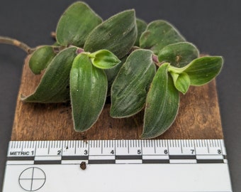 Tradescantia chrysophylla [cutting]