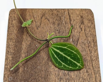 Dischidia ovata (watermelon) [cutting]