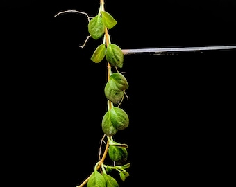 Neomortonia rosea [cutting]