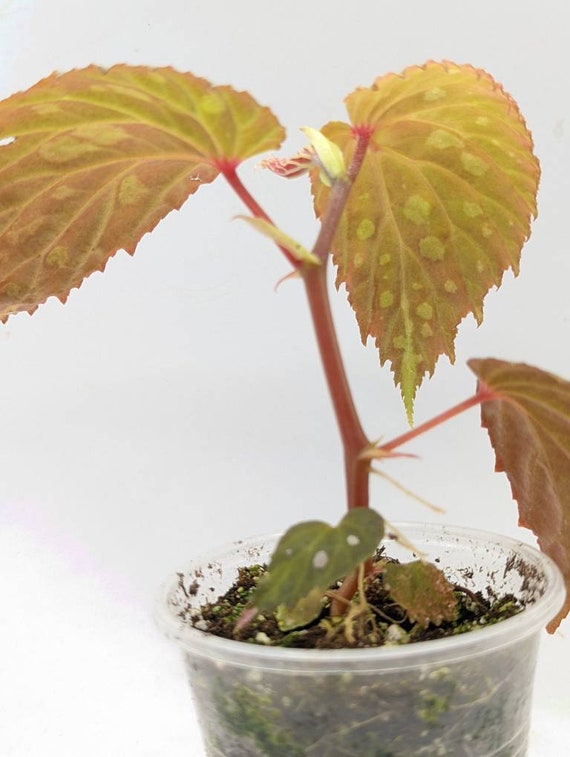 Begonia cf. mantuk dark form [seedling] craibas.al.gov.br