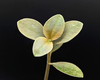 Peperomia aff veluntina [cutting]