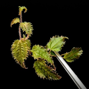 May include: A close-up of a green plant with serrated leaves being held by a pair of silver tweezers against a black background.