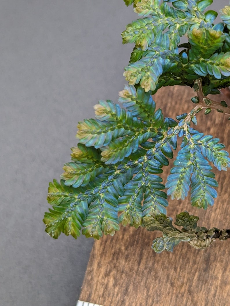 Selaginella wildenowii cutting image 5