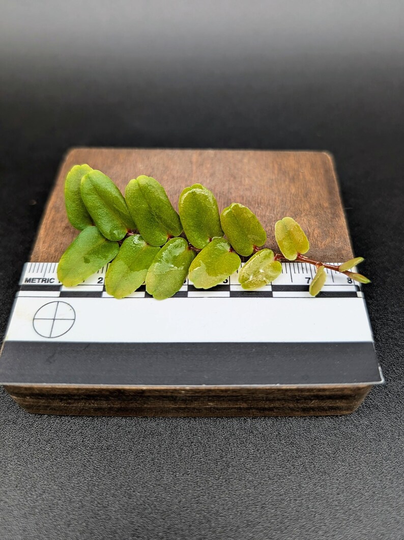SunshineStateFoliage Marcgravia sp. - Thumbnail 5