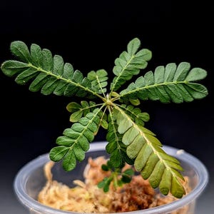 Biophytum soukupii [non-exact]