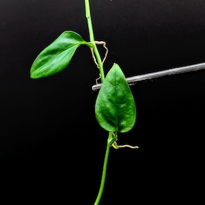 Philodendron sp. &#39;Arenal&#39; [cutting]