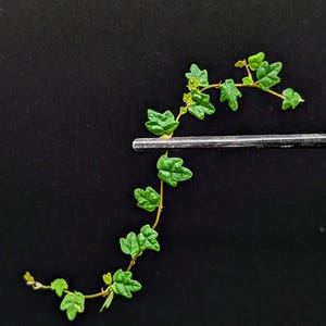Ficus thunbergii [cutting] (syn: quercifolia, string of frogs)