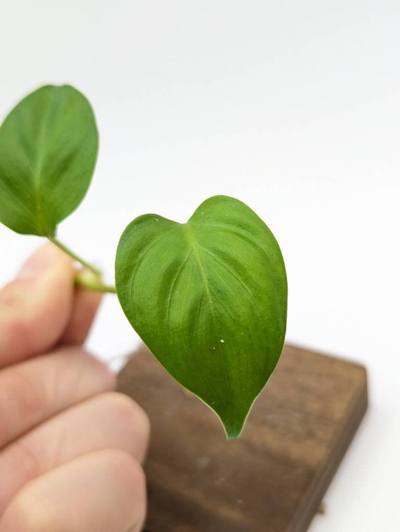 Philodendron Sp. Peru [cutting] - Etsy Ireland