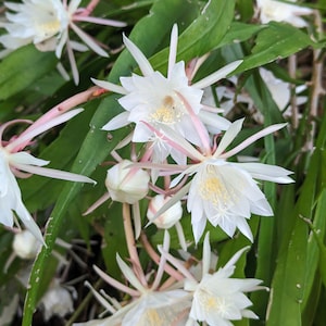 Epiphytes Cactus - Etsy