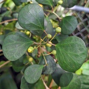 Ficus deltoidea (SYN: diversifolia) mistletoe fig [cutting]