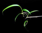 bleheri plant Echinodorus Bleheri / Amazon Sword