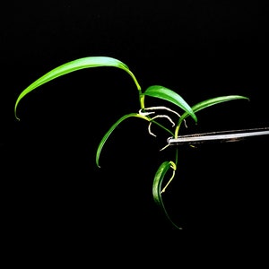 Philodendron chinchamayense [cutting]