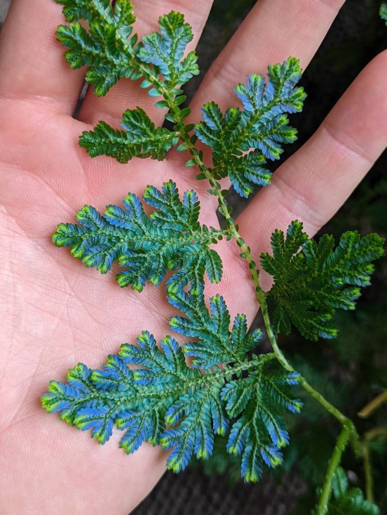 Selaginella wildenowii cutting image 4