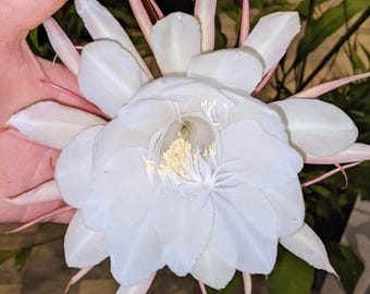 Epiphyllum oxypetalum [cutting]