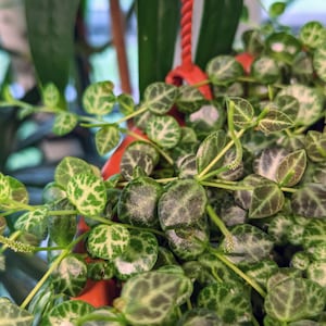 Peperomia prostrata string of turtles [cutting]