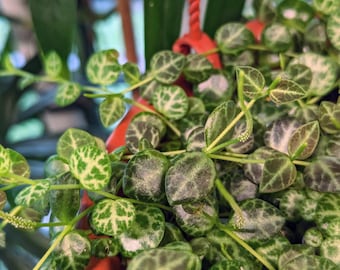 Peperomia prostrata string of turtles [cutting]