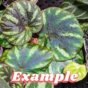 Begonia iridescens [non-exact] (iridescent autocorrect)
