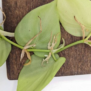 Philodendron sp. Peru shingler cutting image 2