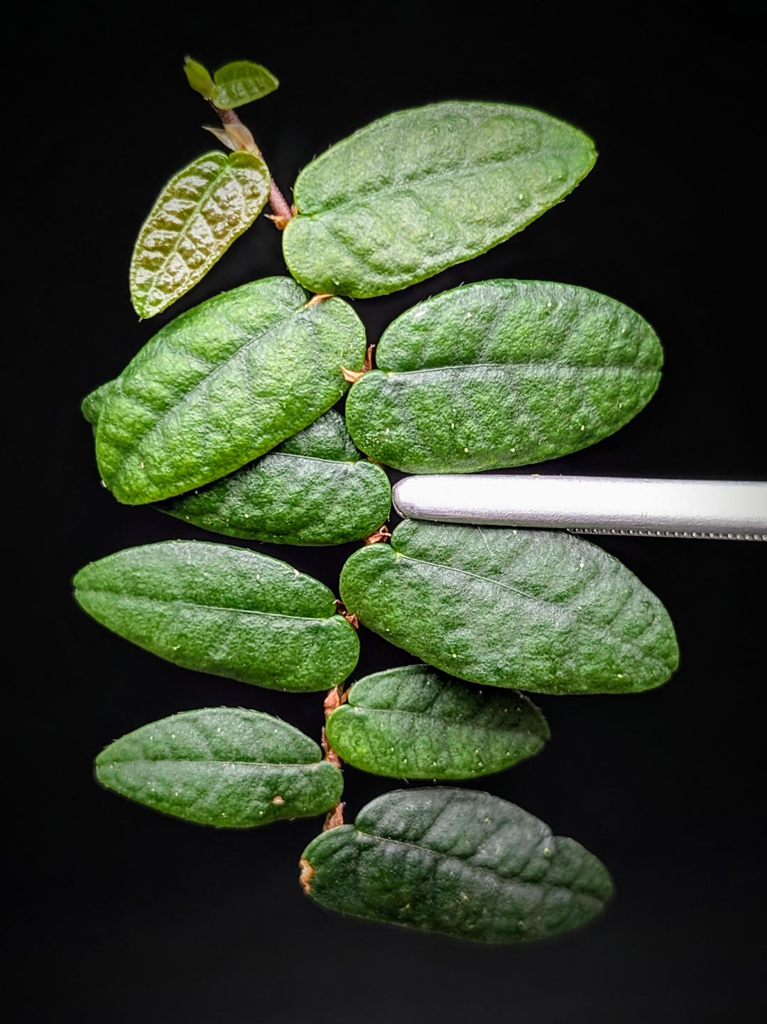 Ficus Sp. North Sumatra [cutting] - Etsy