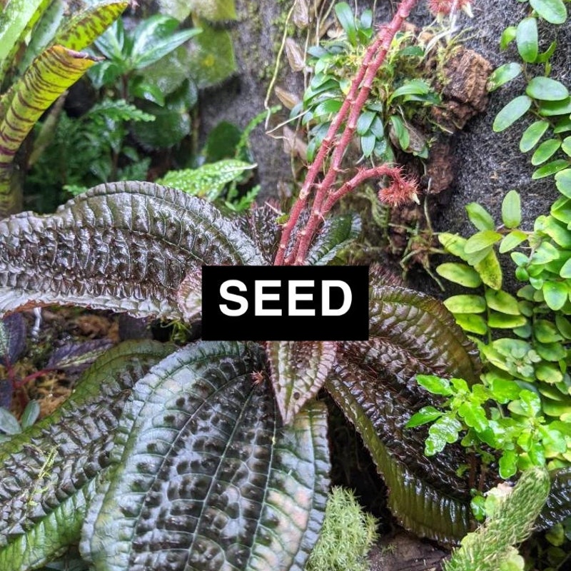 Terrarium Tropical - Etsy