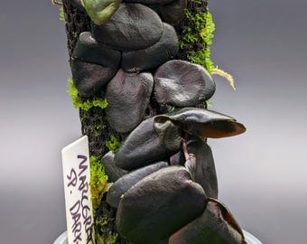 Marcgravia sp. Dark brown [10-leaf cutting]