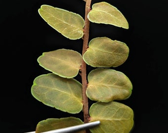 Marcgravia sp. copper [10 leaf cutting]
