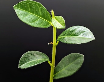 Philodendron Pteromischum Sp 'costa Rica' Small Rooted Plant - Etsy
