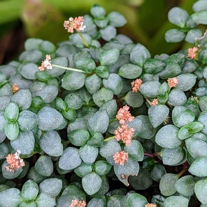 Pilea libanensis (syn: glauca) [cutting]