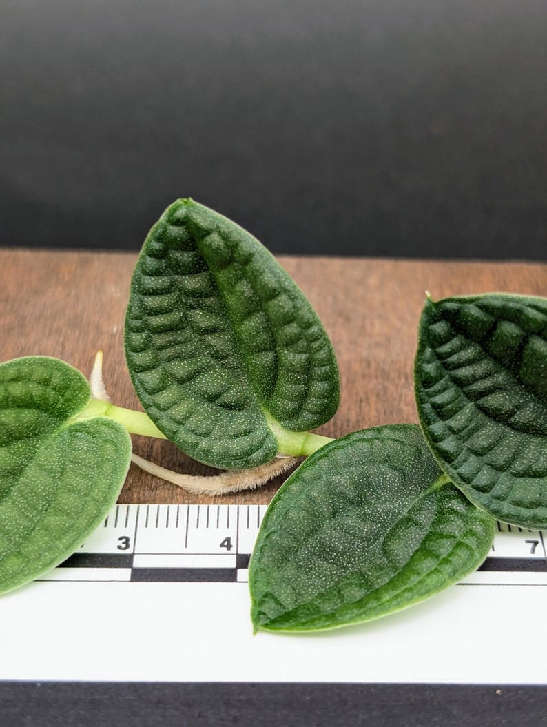Rhaphidophora Sp. Bullate [cutting] - Etsy