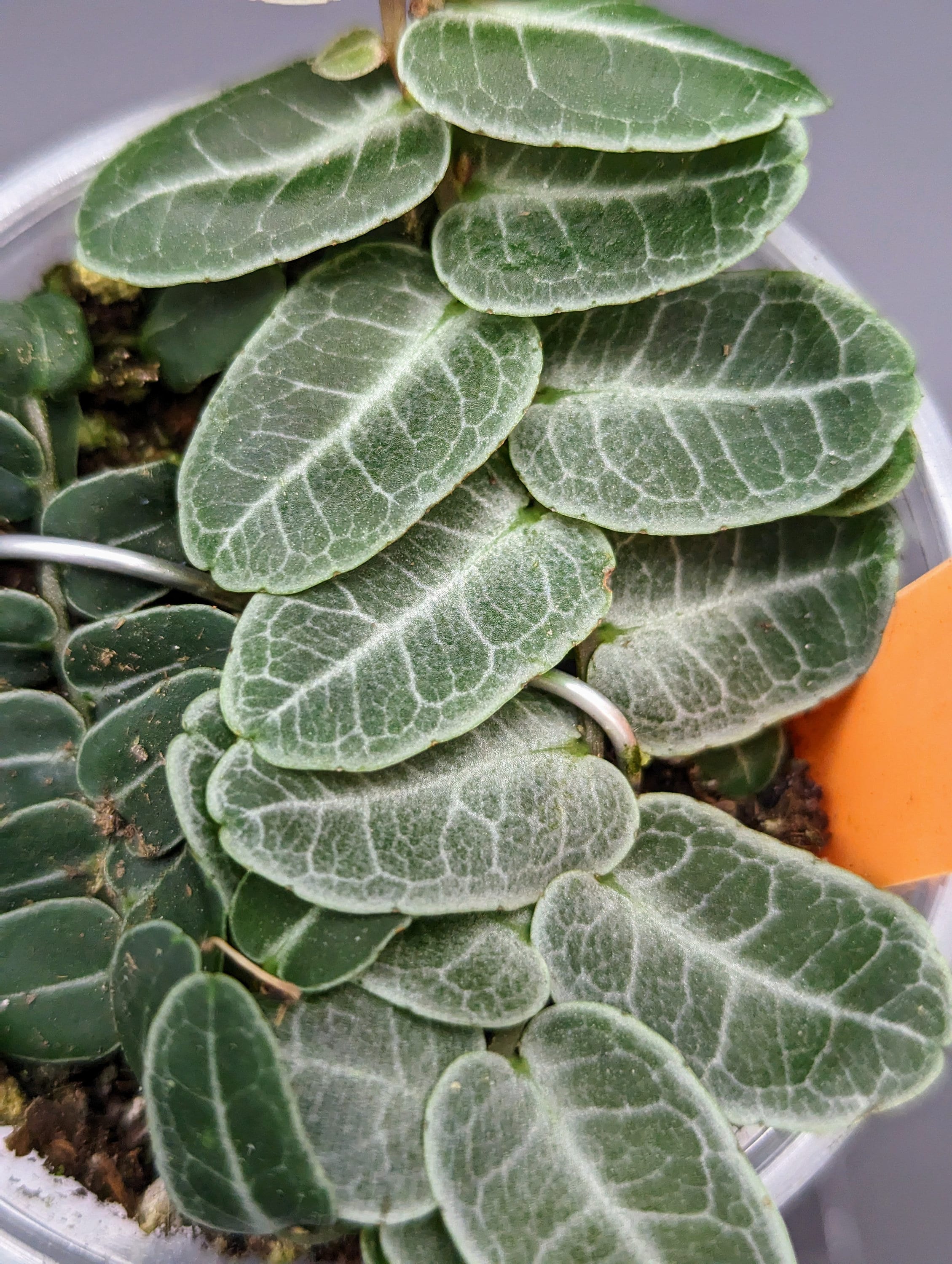 Marcgravia umbellata type 1 [10-leaf cutting]