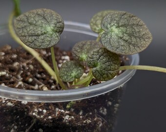 Peperomia sp. zamora [non-exact]