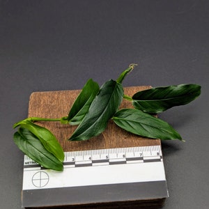 Philodendron sp lance leaf [cutting]