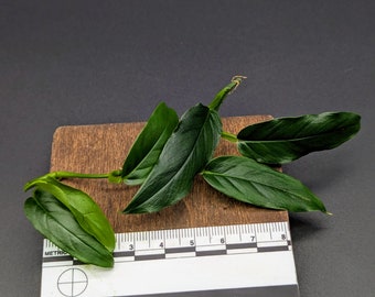 Philodendron sp lance leaf [cutting]