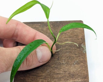 Philodendron chinchamayense [cutting]