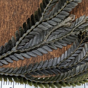 Selaginella bronze intermedia [cutting]