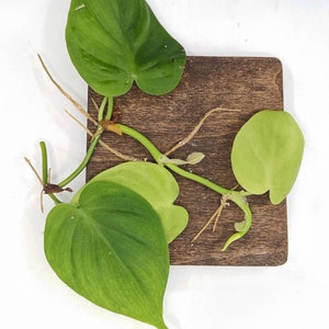 Philodendron sp. Costa Rica [cutting]