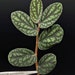 see more listings in the Terrarium-tropicals section