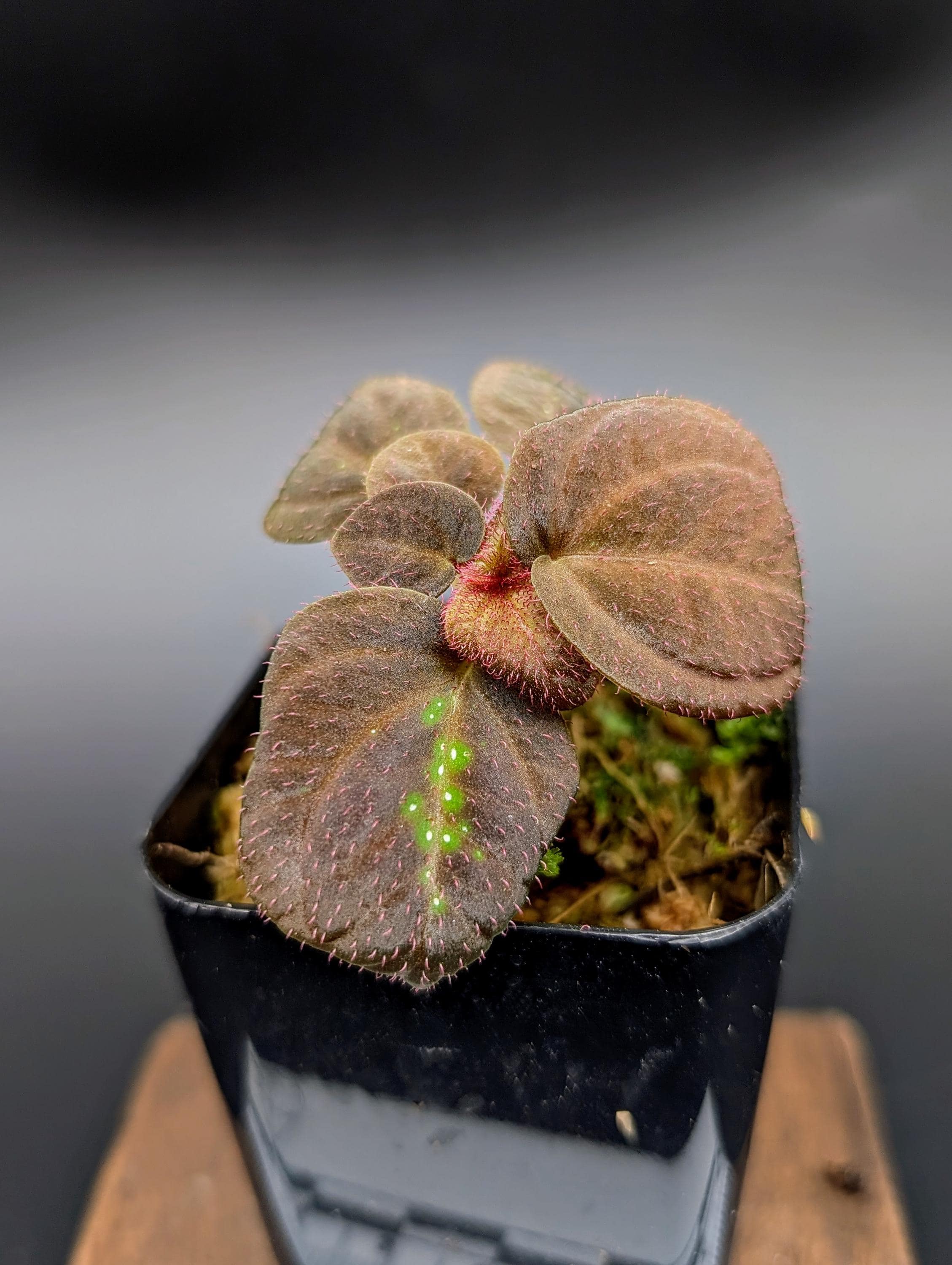 Sonerila Sp. (egg Sonerila) [non-exact] - Etsy