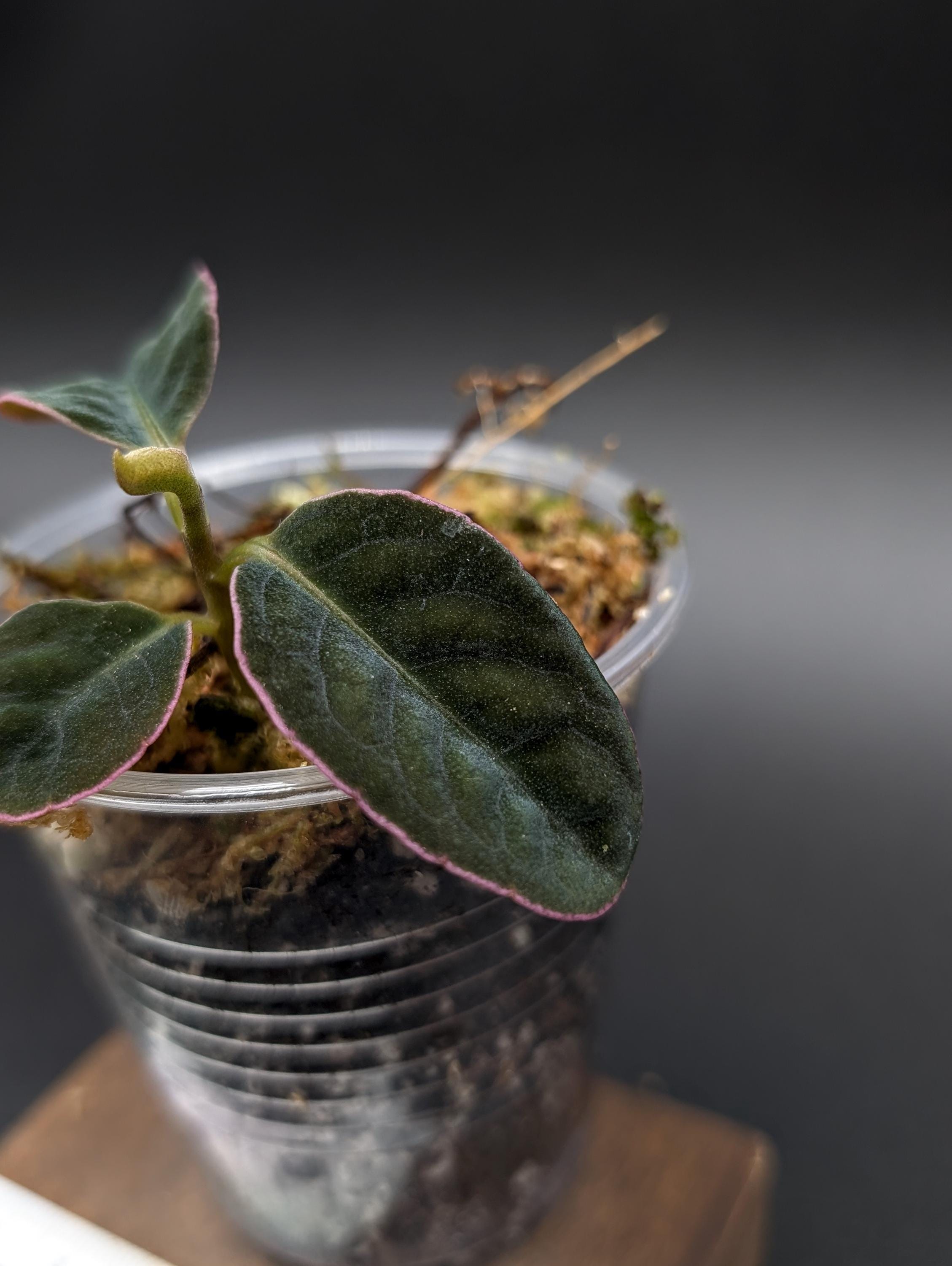 Labisia Sp. Sarawak / Pink Edge [non-exact] - Etsy