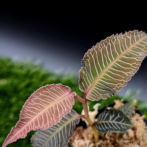 Labisia Sp. Boyan *large* [non-exact] - Etsy