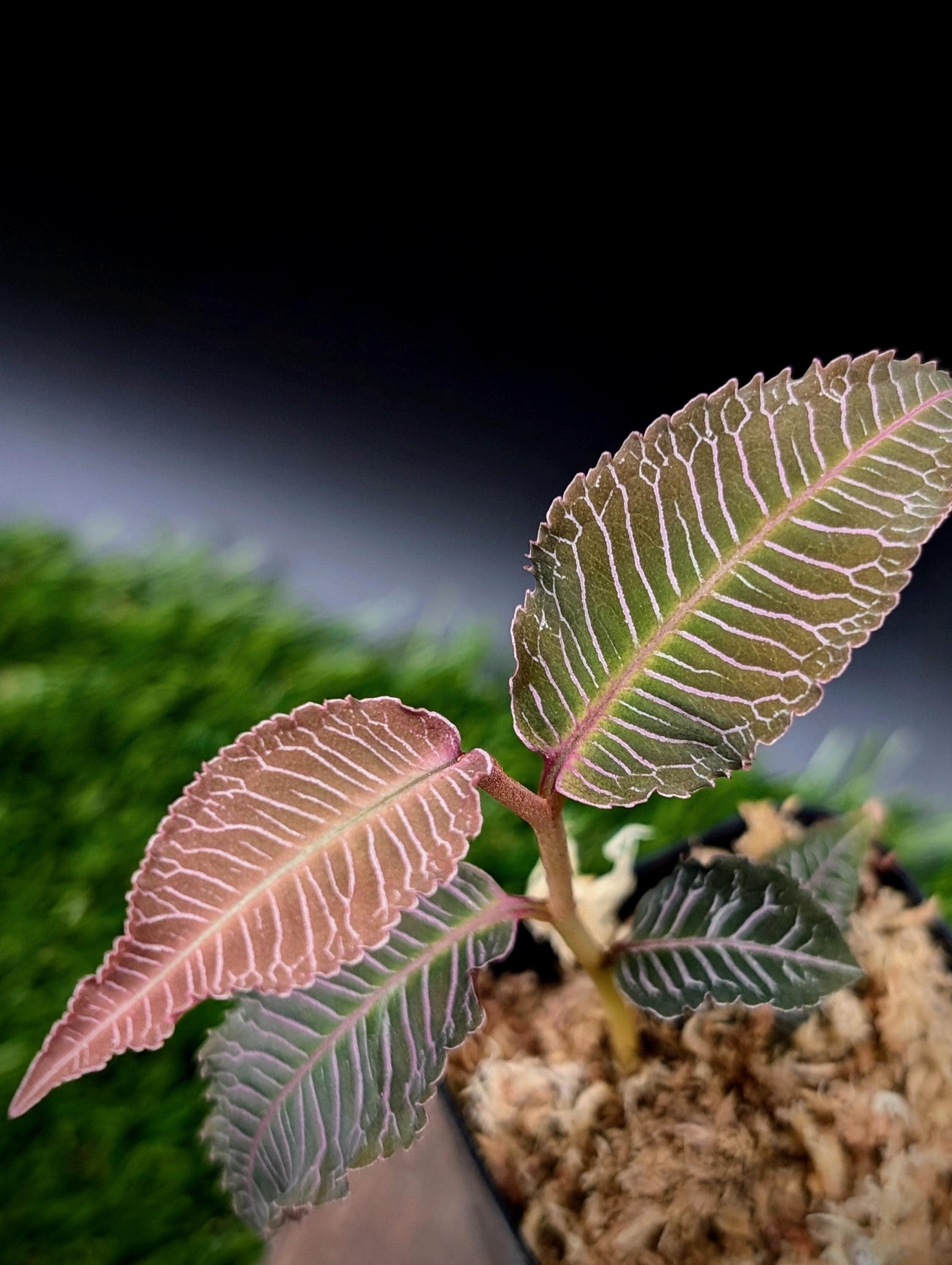Labisia Sp. Perlis [non Exact] - Etsy
