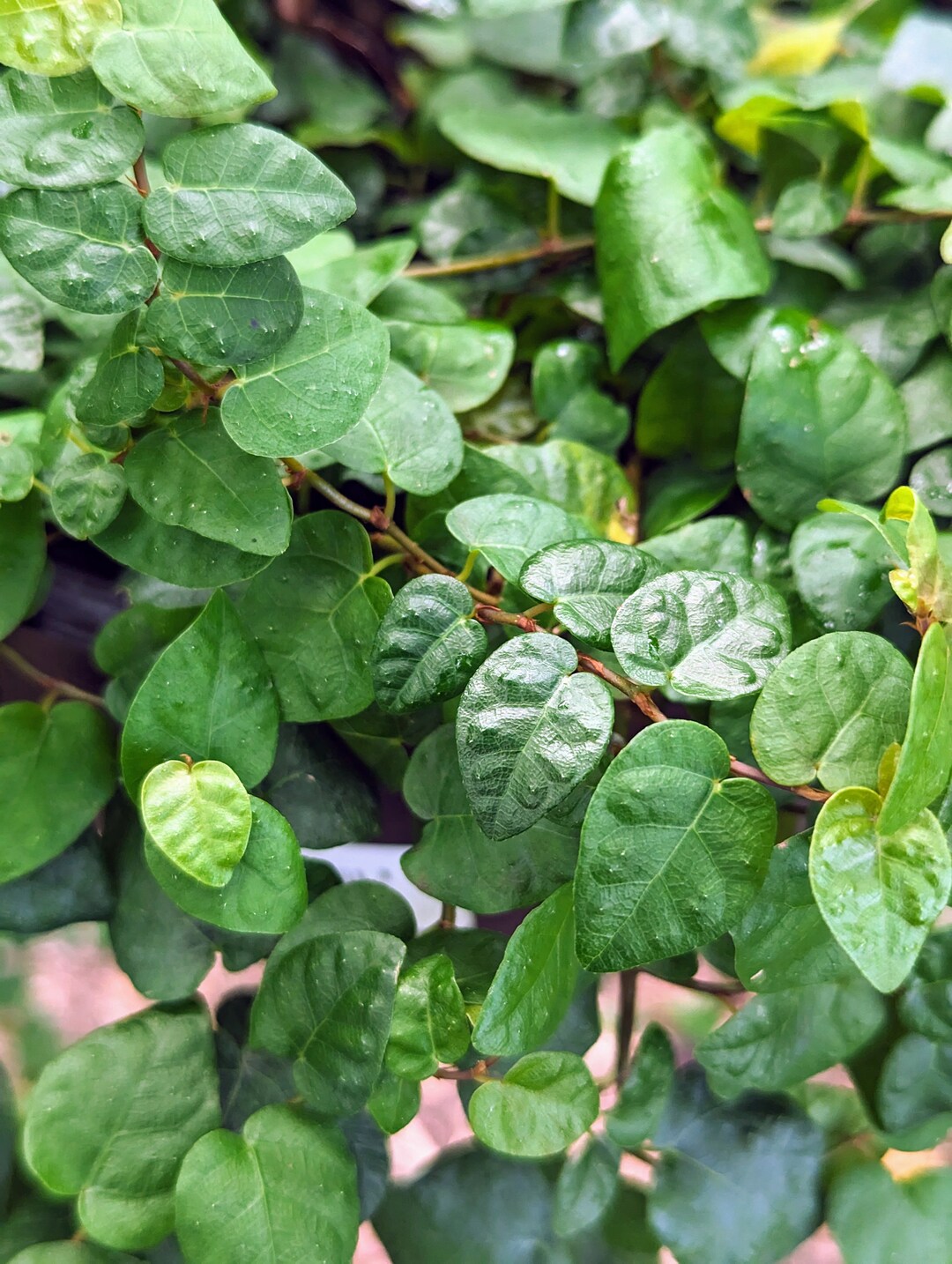 Ficus Pumila cutting - Etsy