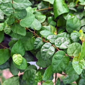 Ficus pumila [cutting]