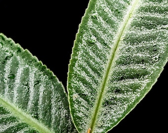 Ardisia sp. sumbar [non-exact]